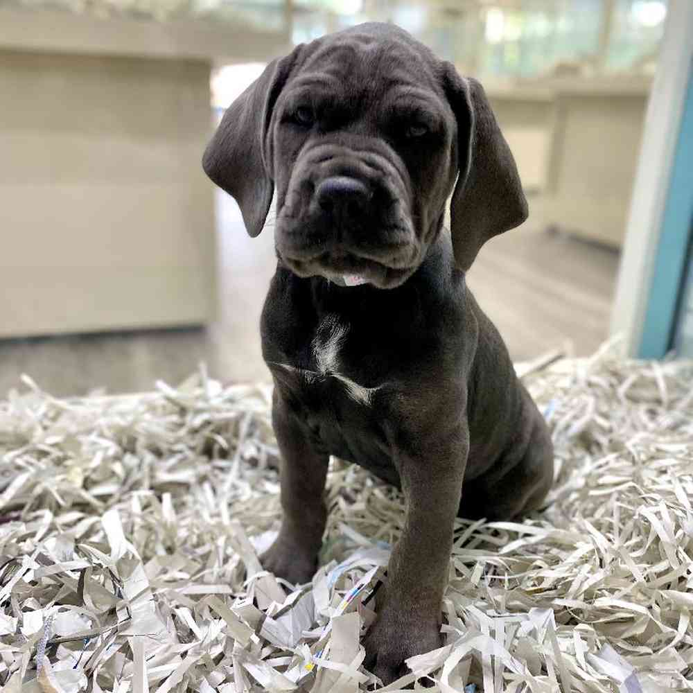 Female Cane Corso Puppy for Sale in Meridian, ID