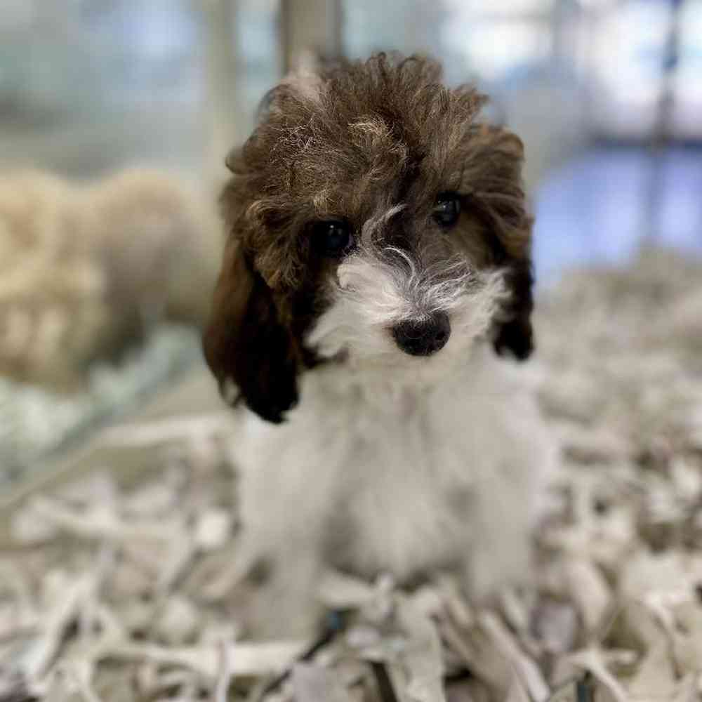 Male Poodle Puppy for Sale in Meridian, ID