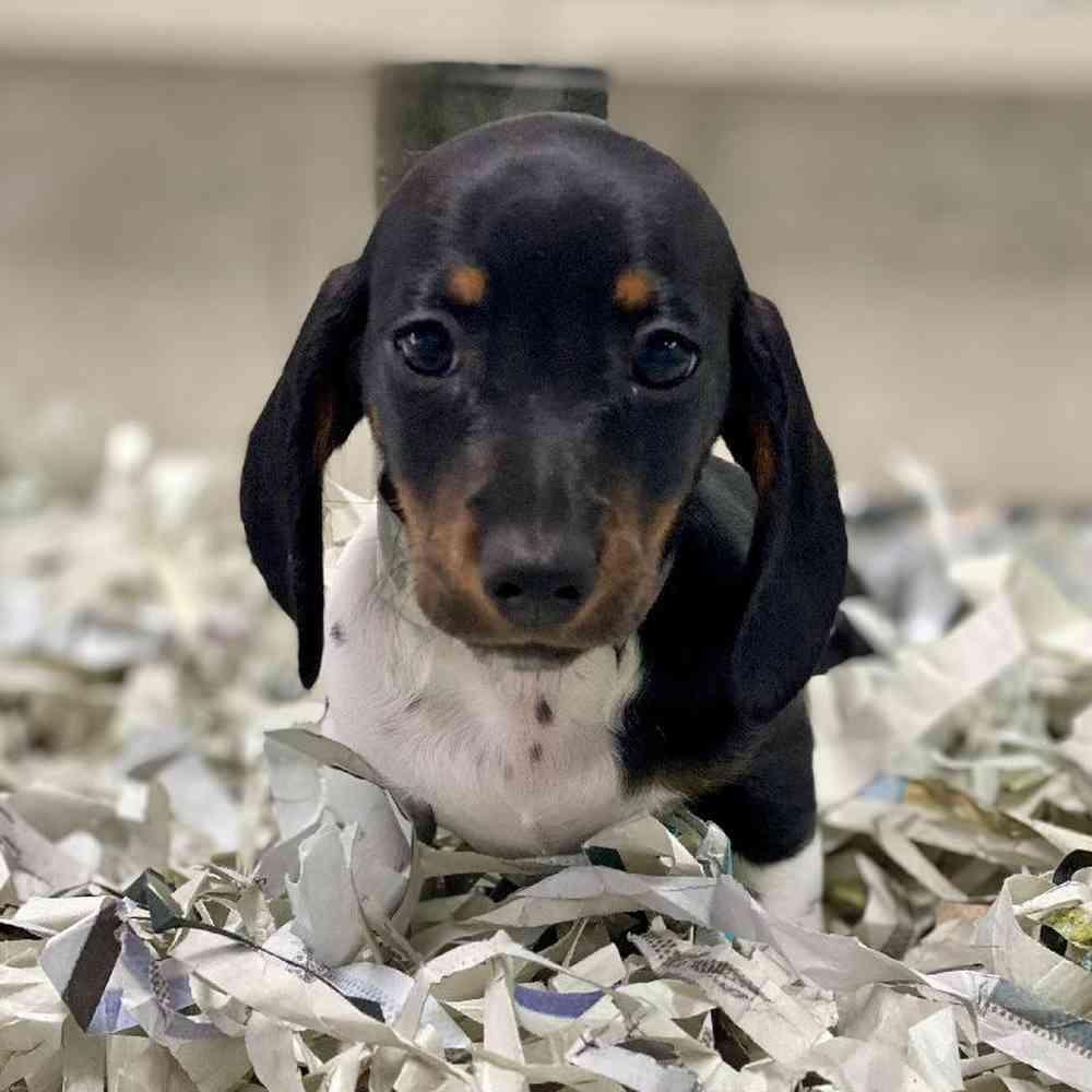 Male Dachshund Puppy for Sale in Meridian, ID