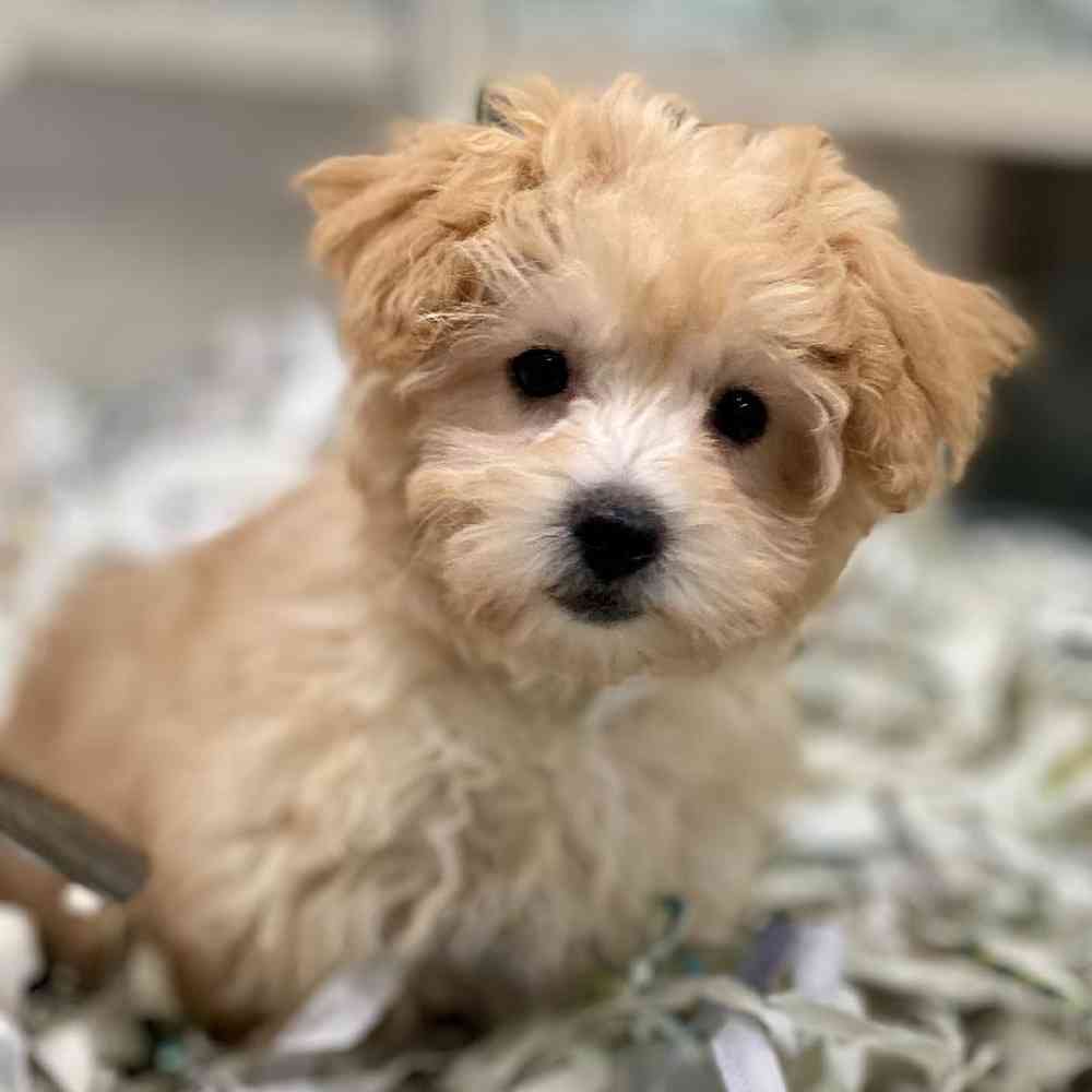 Female Maltipoo Puppy for Sale in Meridian, ID
