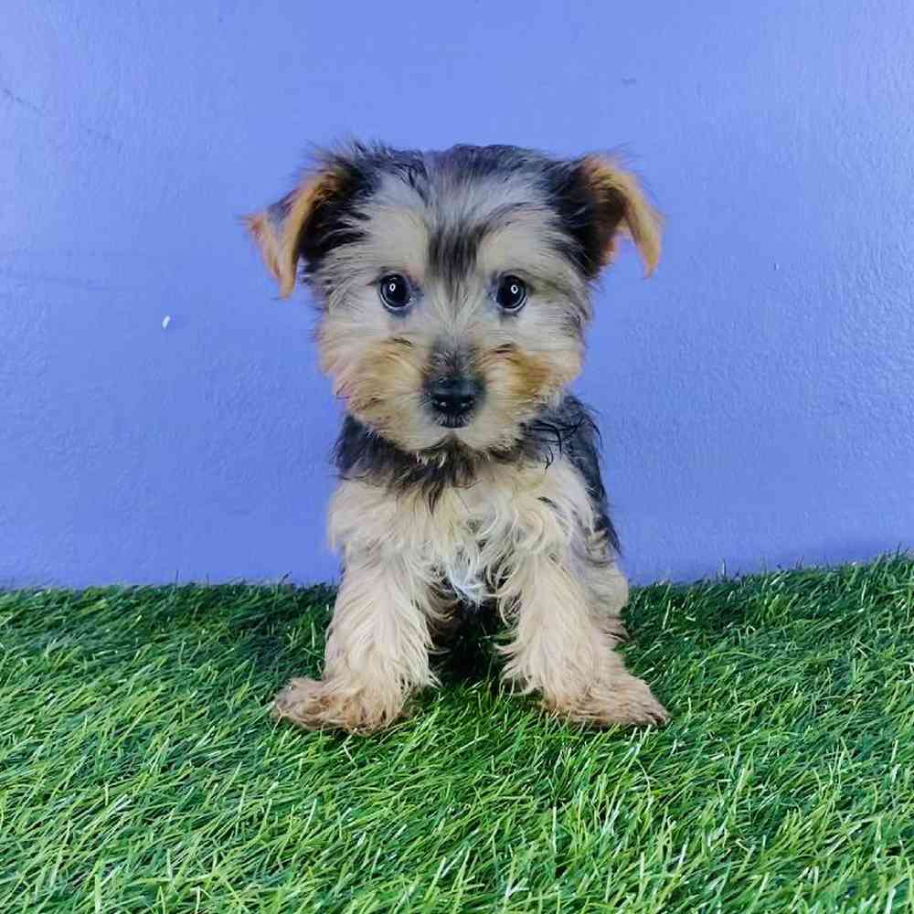 Male Yorkie Puppy for sale