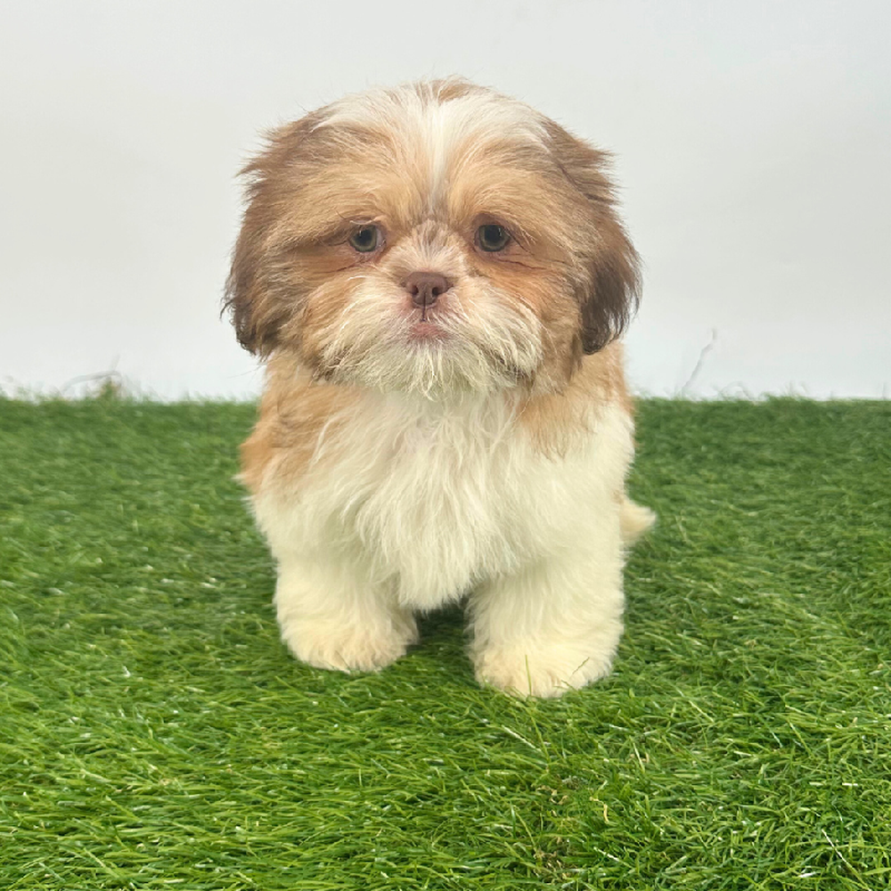 pet breed image