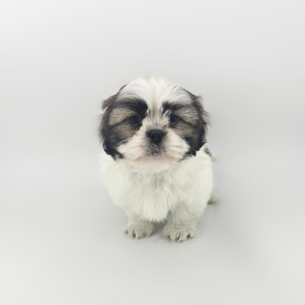 carousel pet images