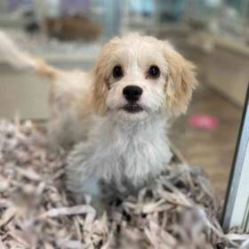 Cavachon