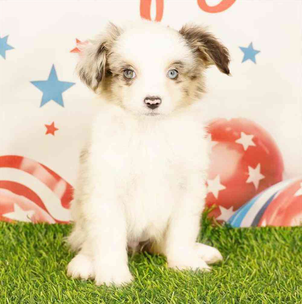 carousel pet images