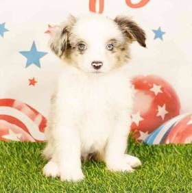Miniature American Shepherd