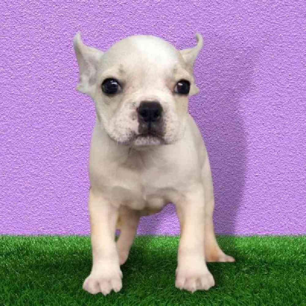 Male French Bulldog Puppy for sale