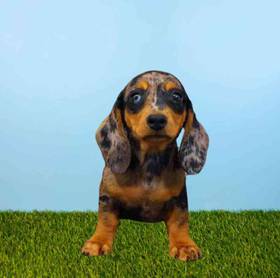 Dachshund