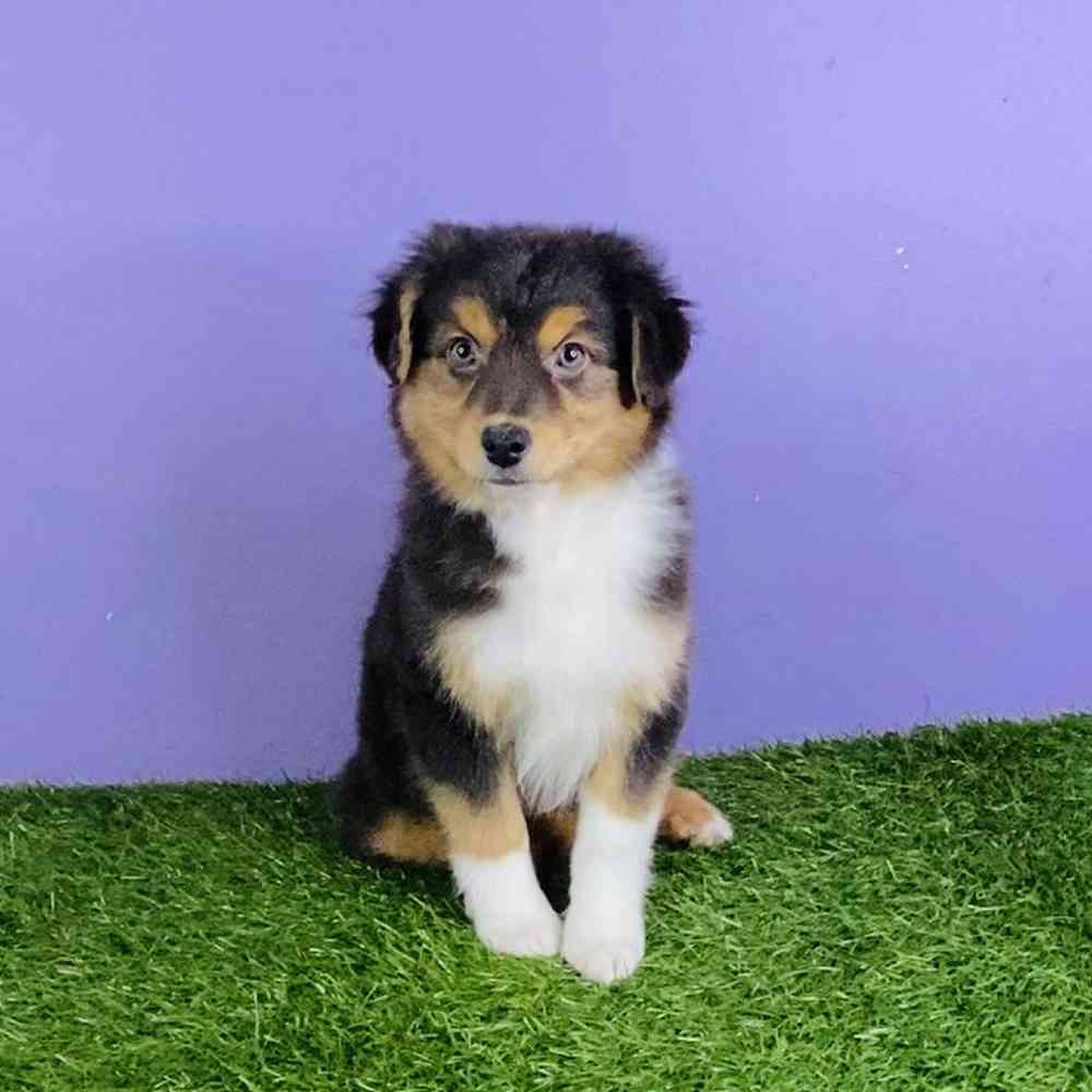 Female Mini Aussie Puppy for sale