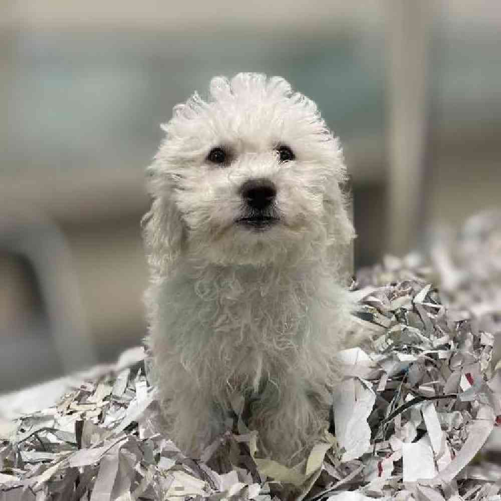 carousel pet images
