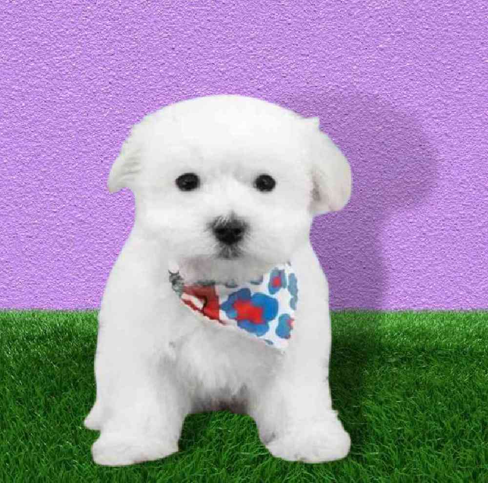 carousel pet images