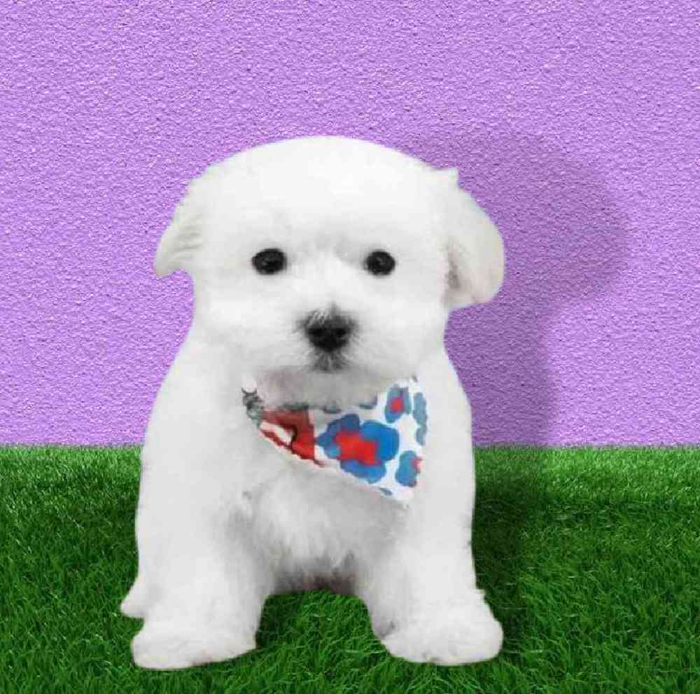 Male Maltese Puppy for sale