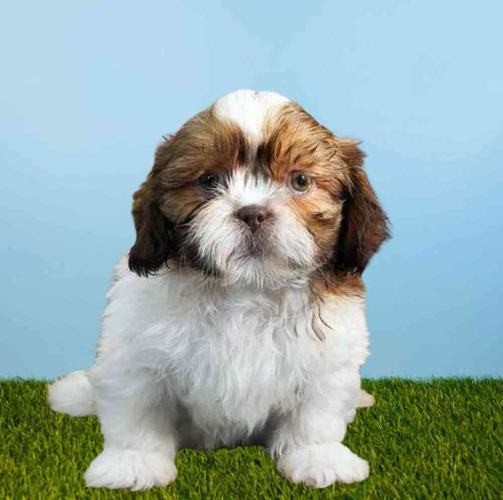 Male Shih Tzu Puppy for sale