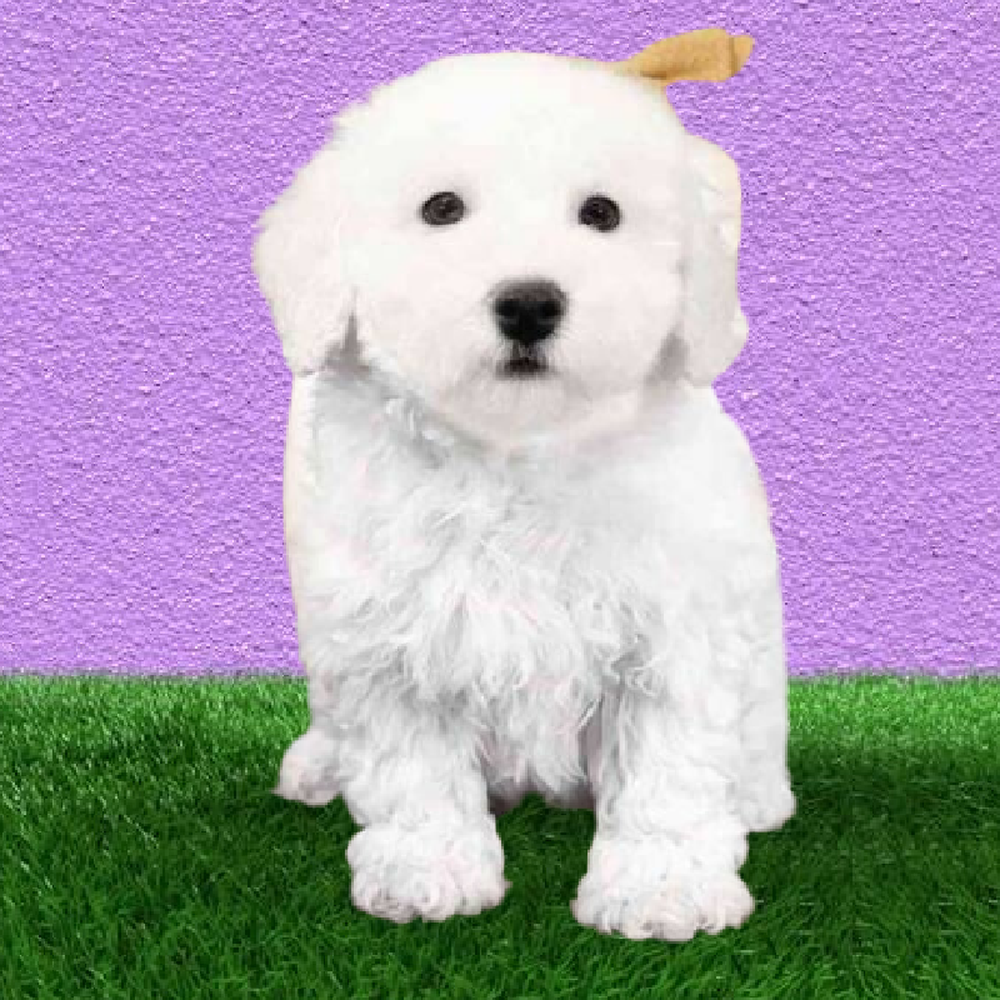 Male Bichon Puppy for Sale in Marietta, GA