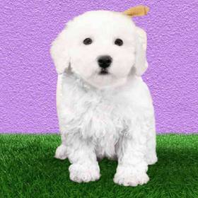 Bichon