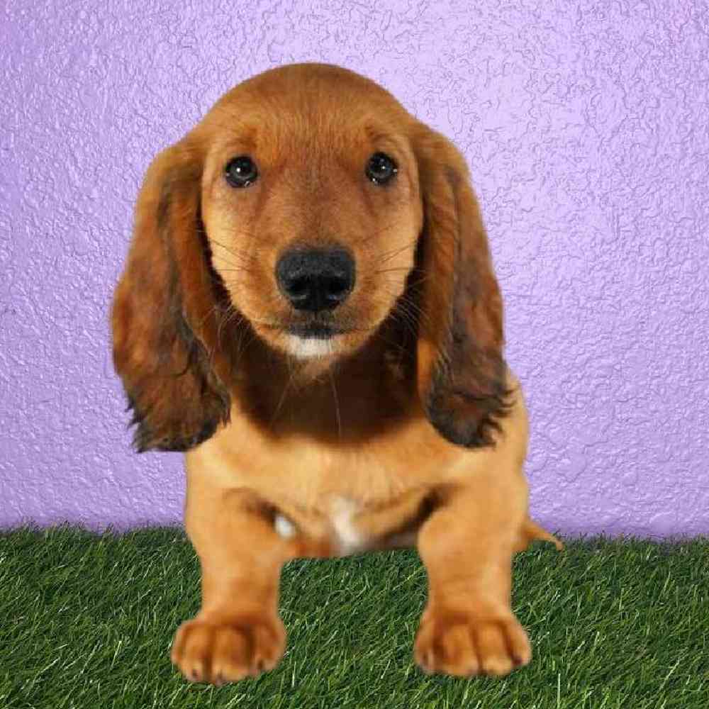 Male Dachshund Puppy for sale