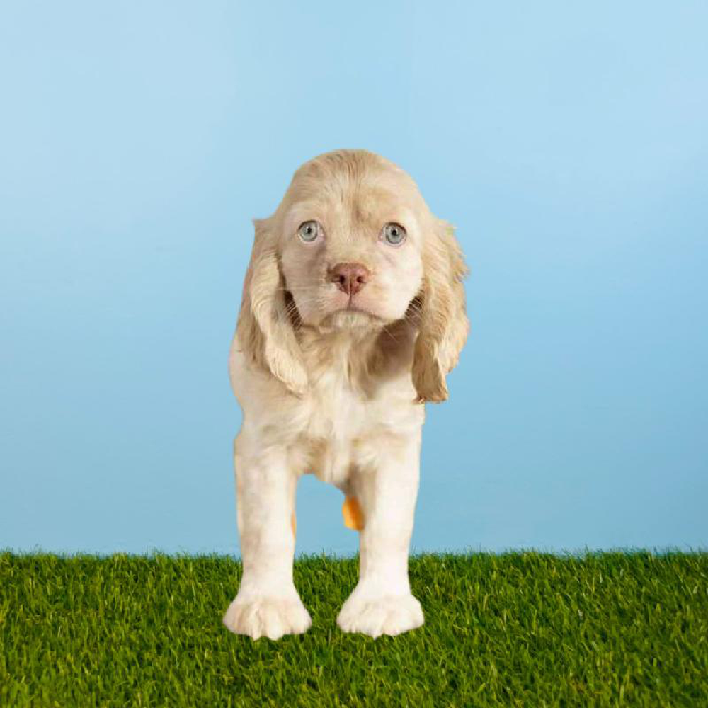 Female Cocker Spaniel Puppy for sale