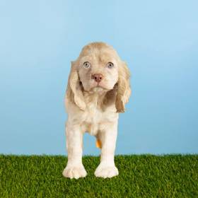 Cocker Spaniel