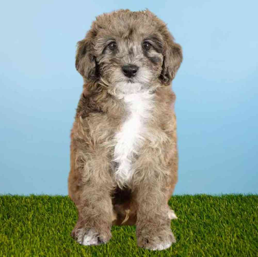 Male Poodle Puppy for sale