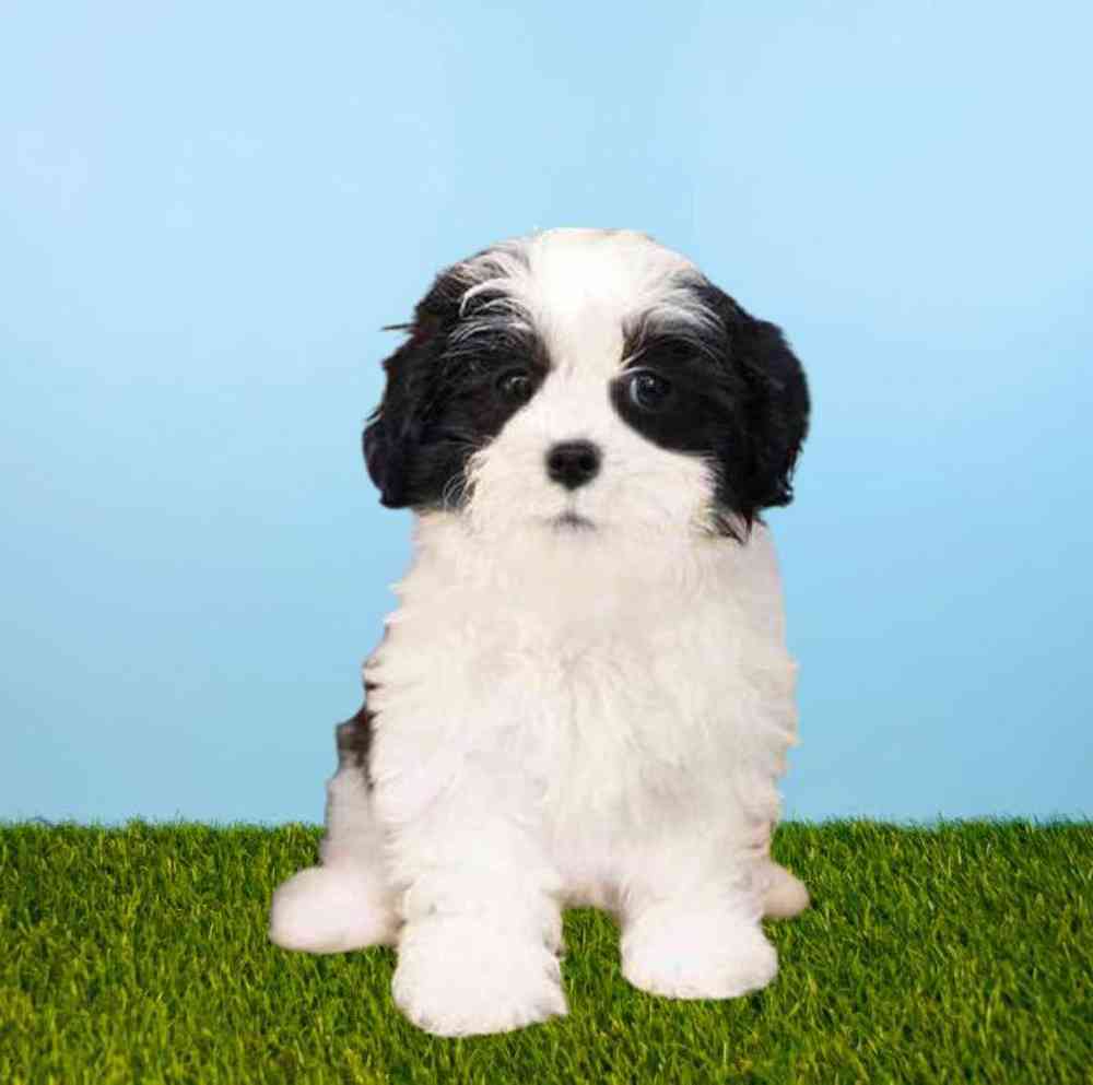 Male Teddy Bear Puppy for Sale in Meridian, ID
