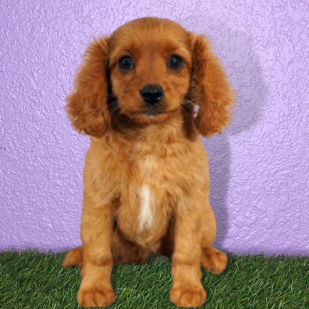 Male Cavapoo Puppy for sale