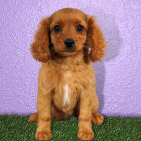 Cavapoo