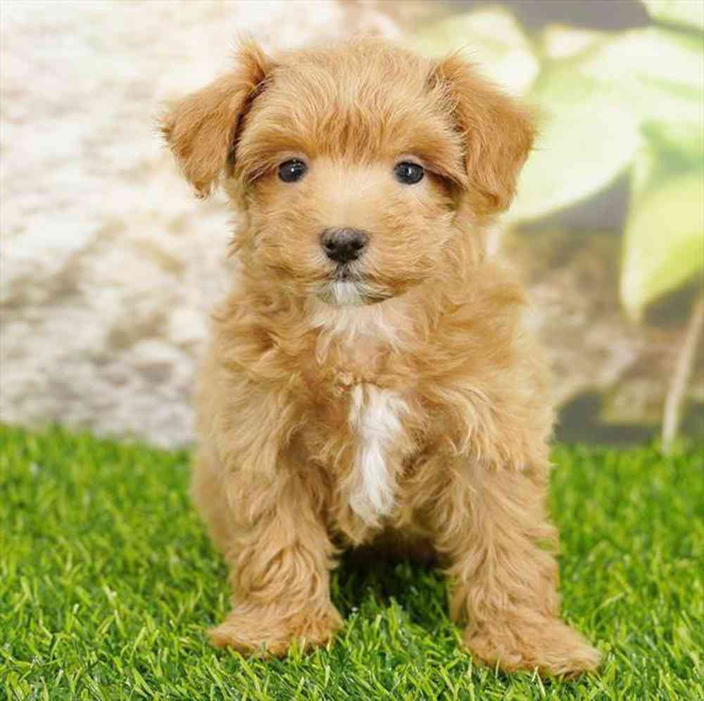 pet breed image