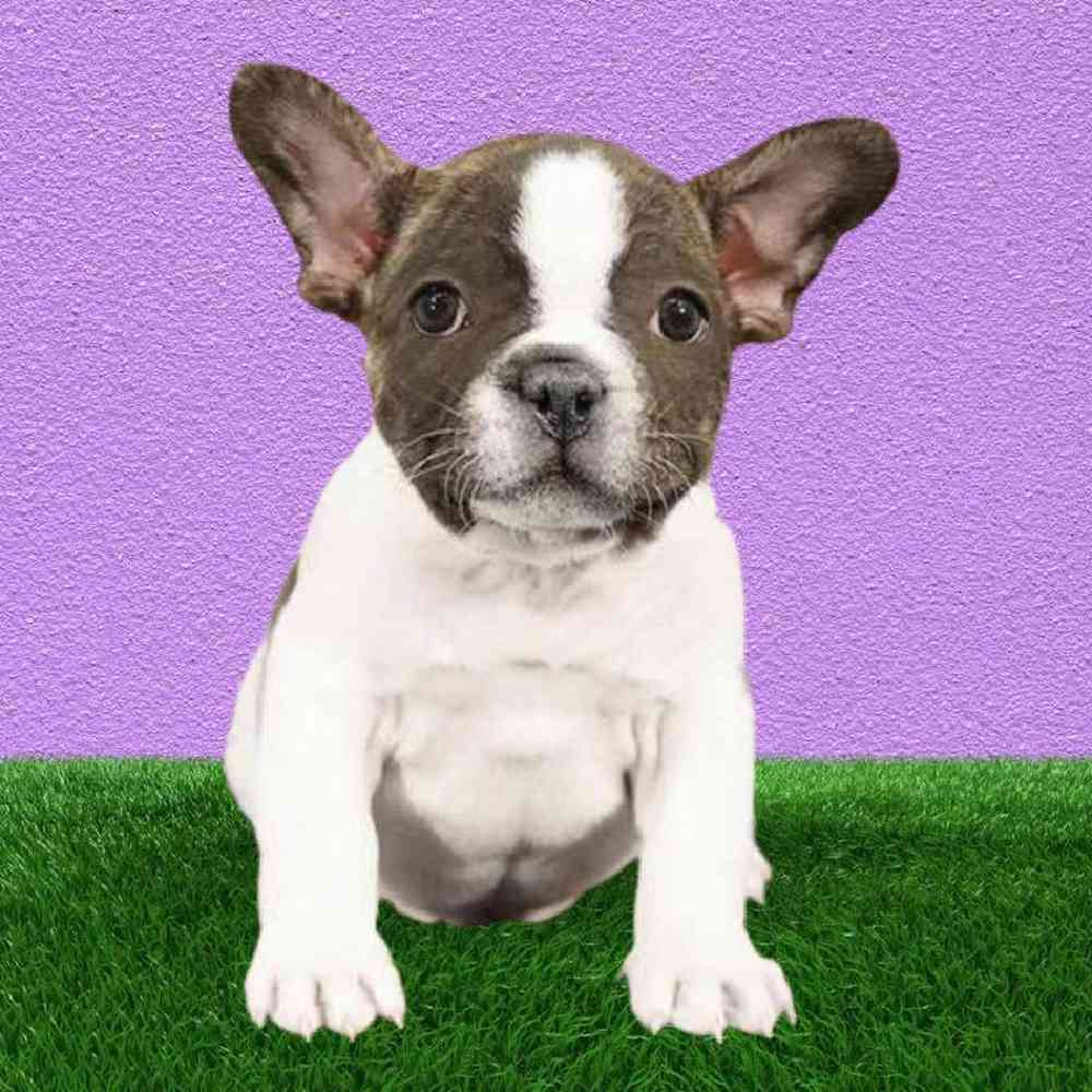 Male French Bulldog Puppy for Sale in Puyallup, WA