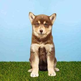 Pomsky