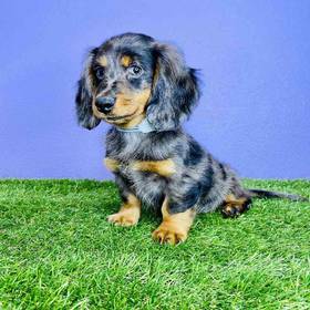 Dachshund