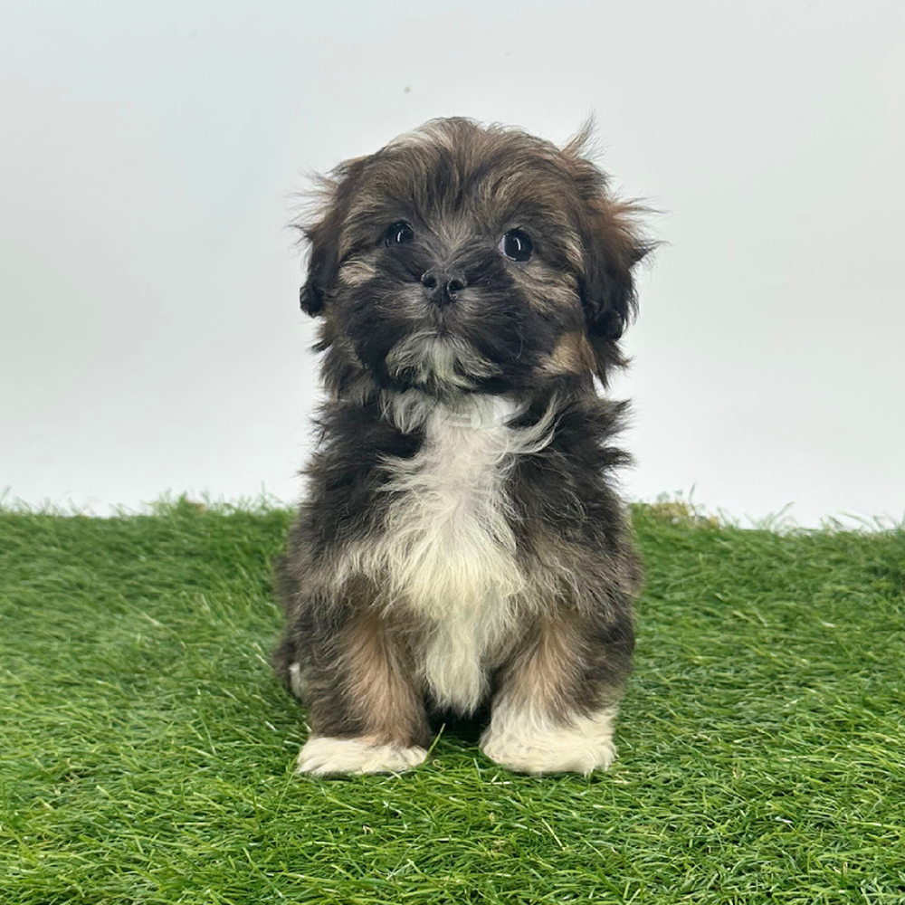 carousel pet images
