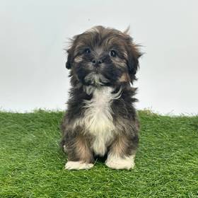 Havanese