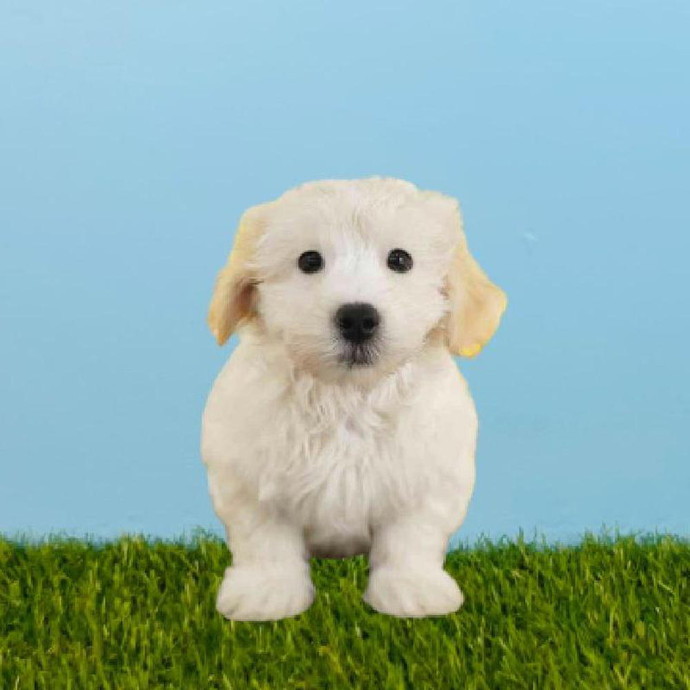 Male Havanese Puppy for sale