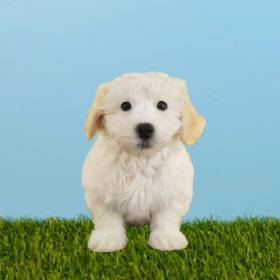 Havanese