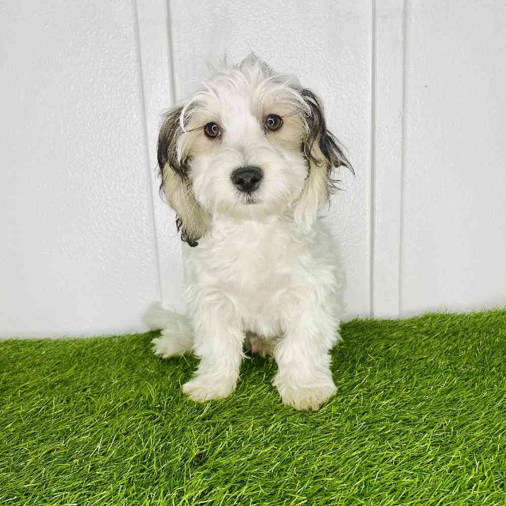 pet breed image