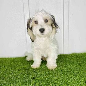 Coton De Tulear