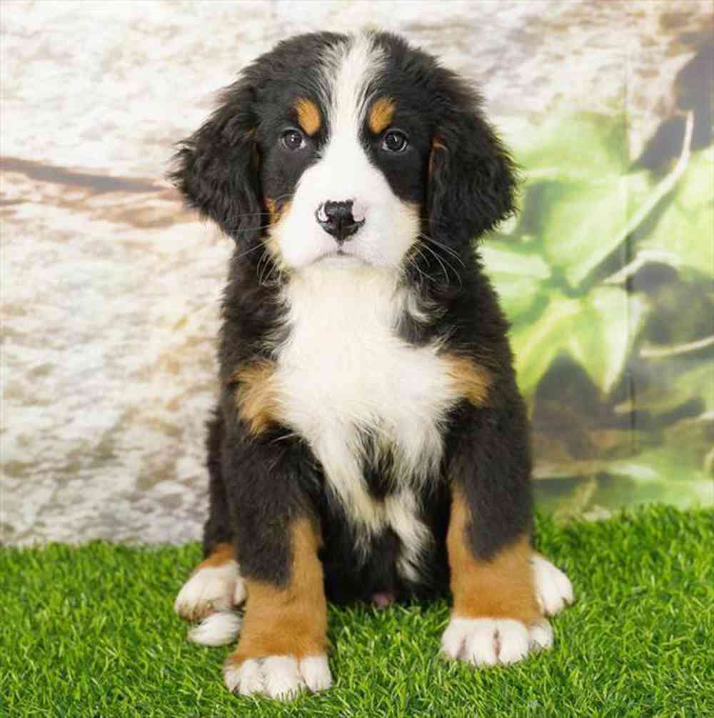 pet breed image