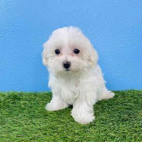 Maltese