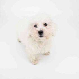 Bichon