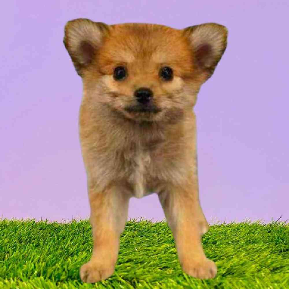 Female Pomeranian Puppy for Sale in Meridian, ID