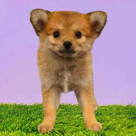 Pomeranian