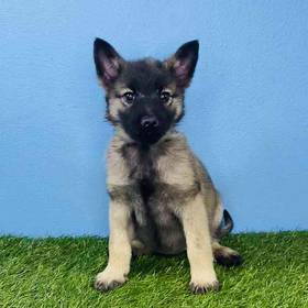 Norwegian Elkhound