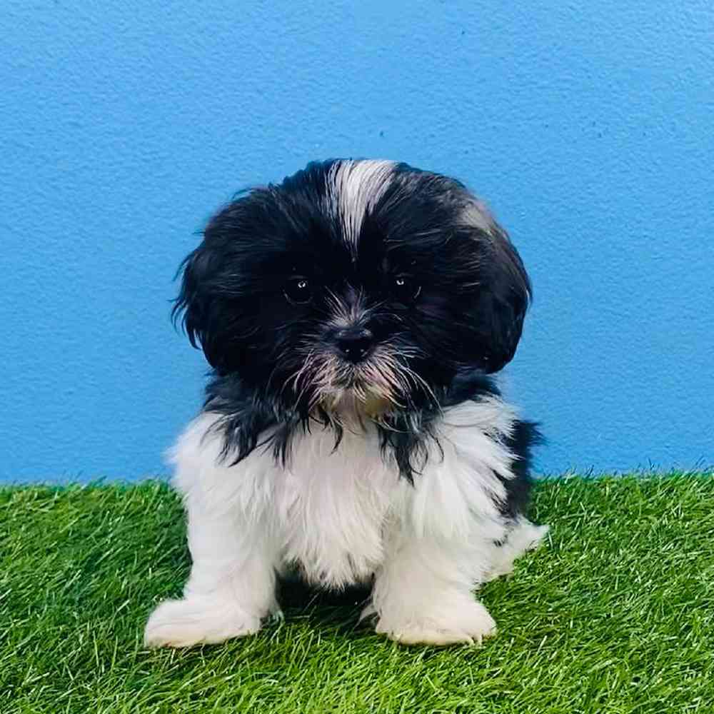 carousel pet images