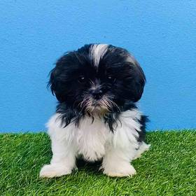 Shih Tzu