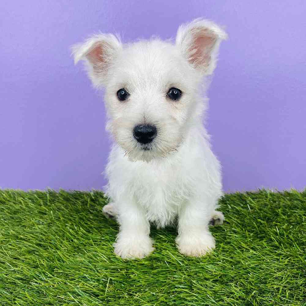 Female West Highland White Terrier Puppy for sale