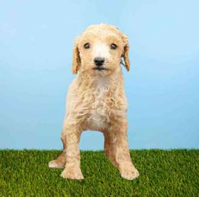 Poodle