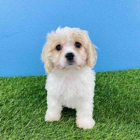 Cavachon