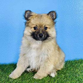 Pomeranian