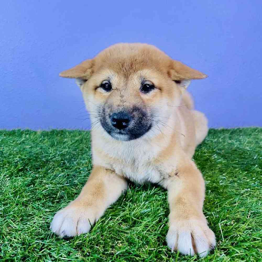 Female Shiba Inu Puppy for sale