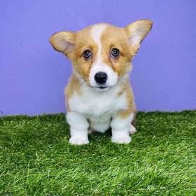 Pembroke Welsh Corgi